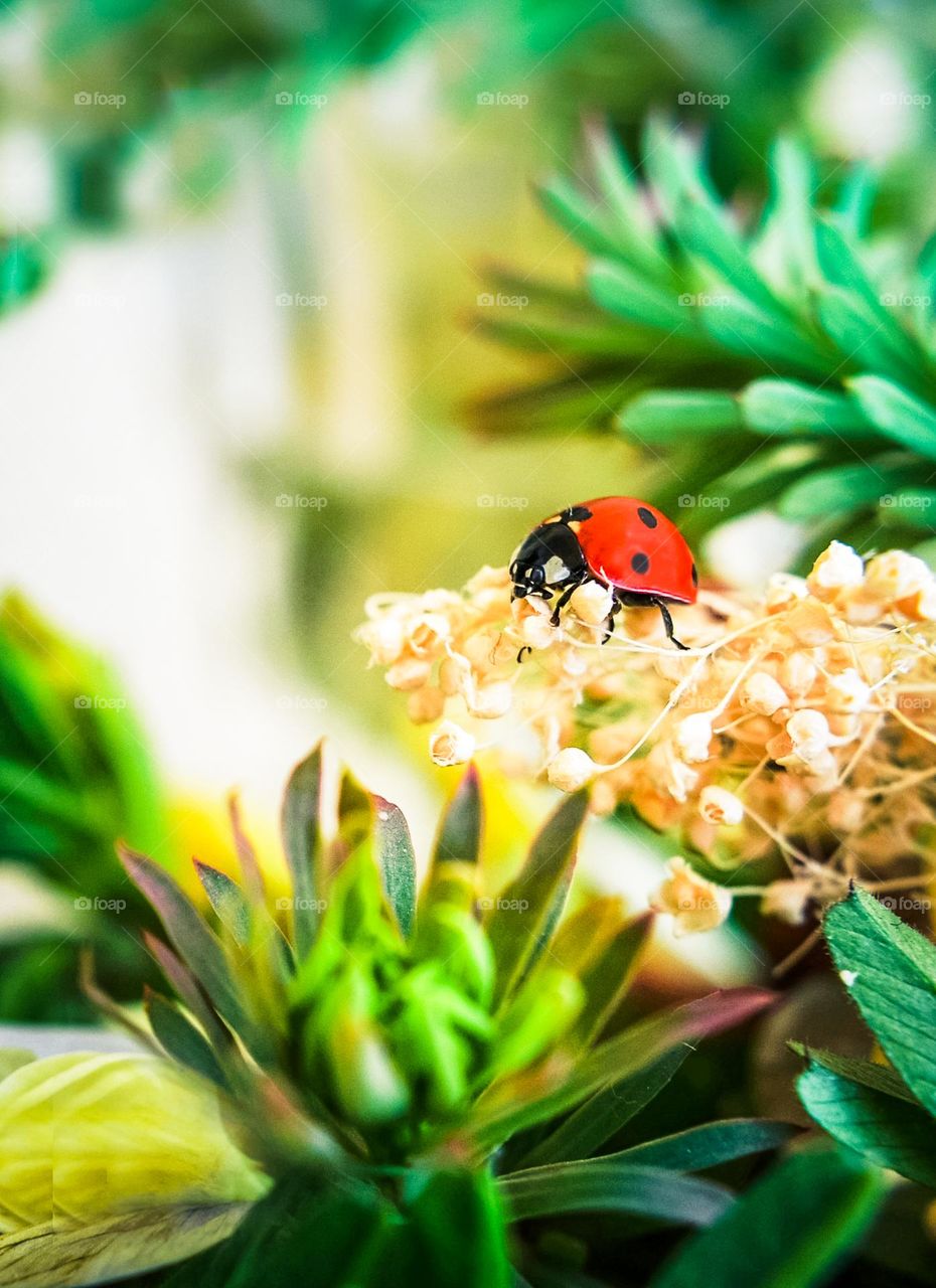 Ladybug