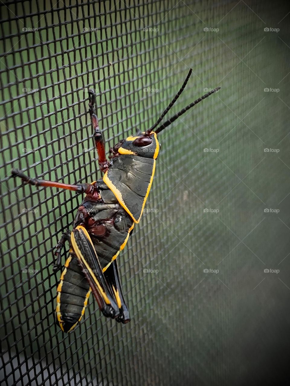 Colorful Friendly Grasshopper