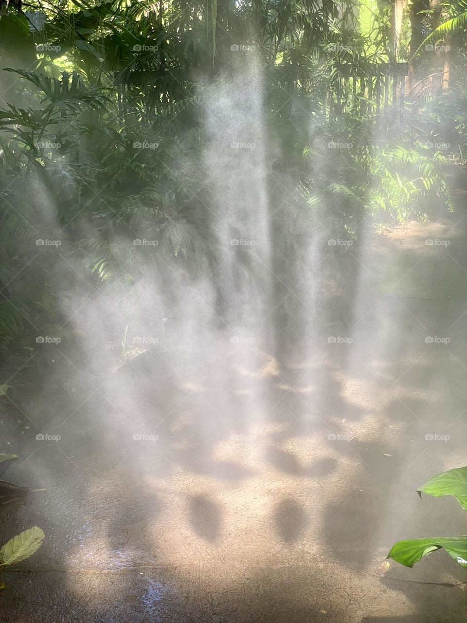 Rays of sun shining through the tree canopy in a tropical garden 