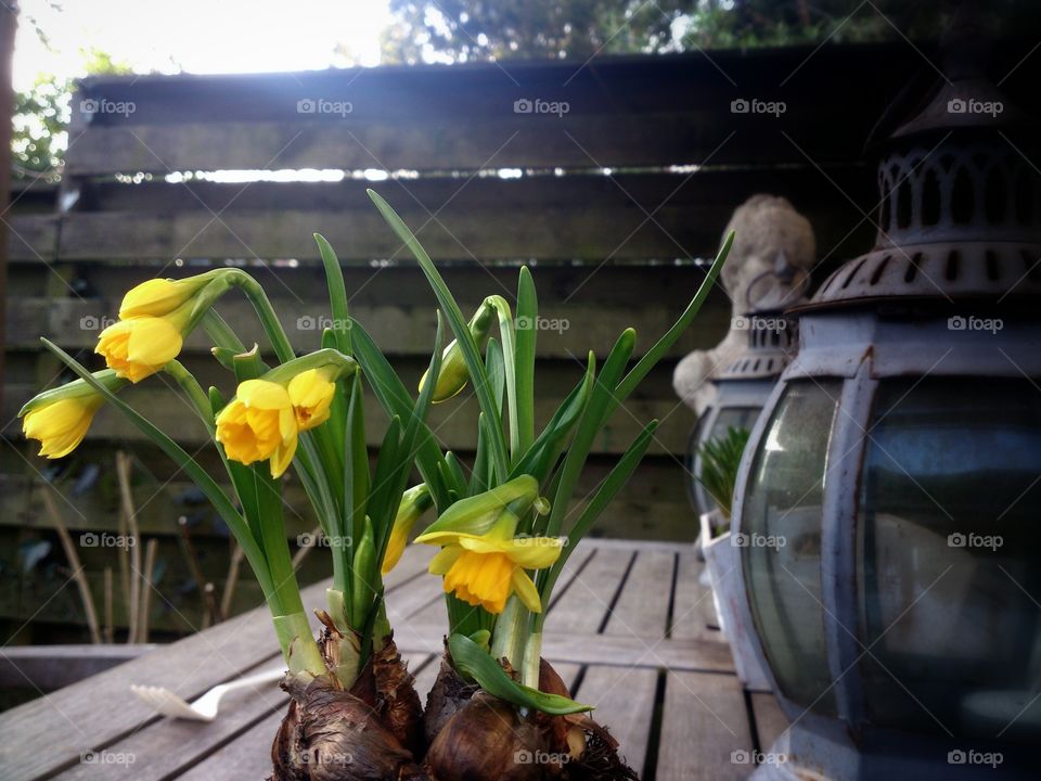 Daffodils on the garden table. Enjoying first sunshine of the year 