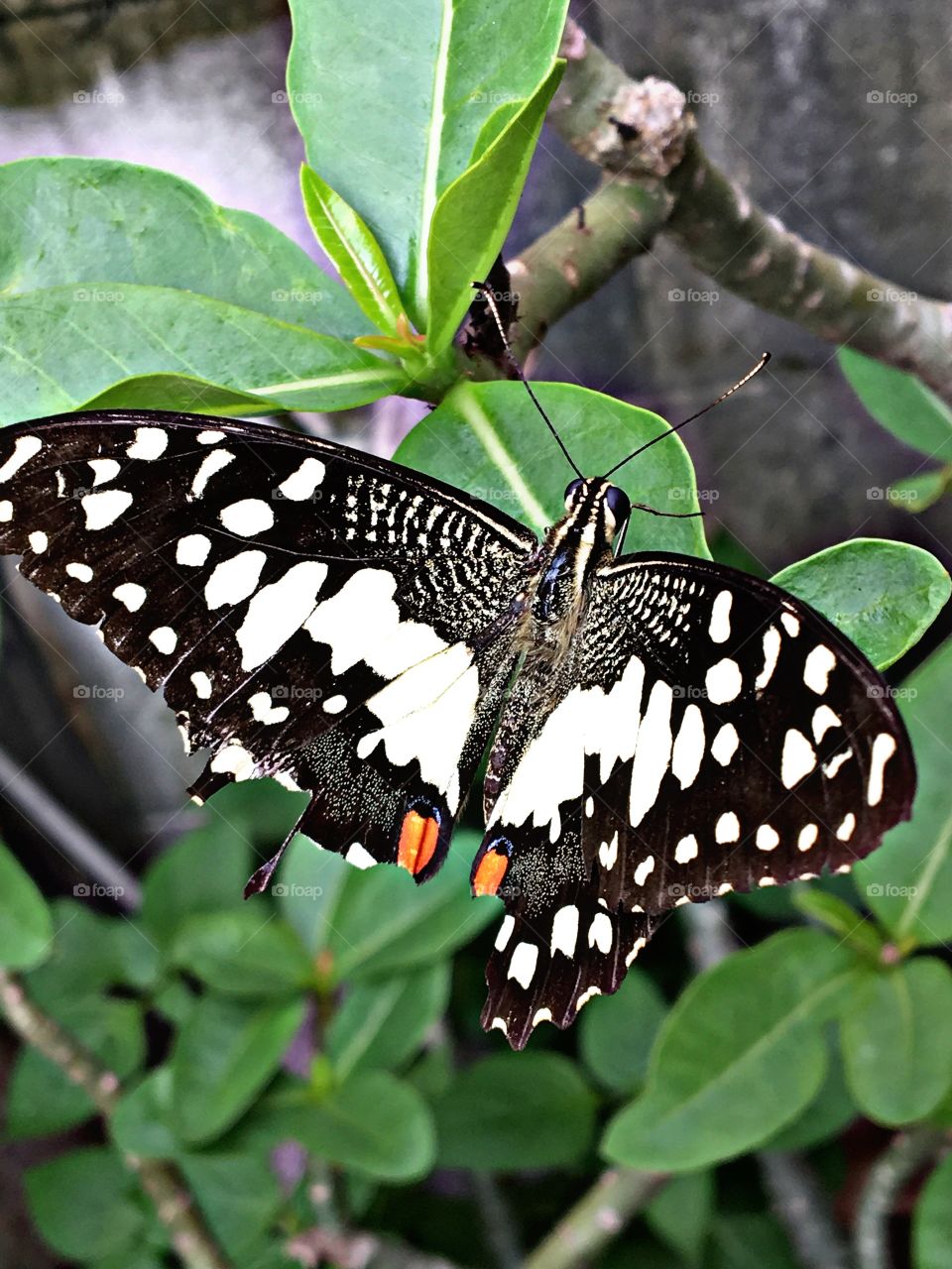 Butterfly on Flower, Natural feeling colorful theme. Outdoor nature. Flying fly insect beautiful time tree On leaf