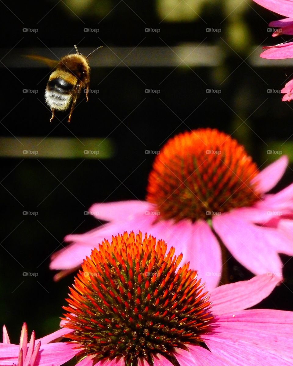 Bumblebee flying over the pink flower