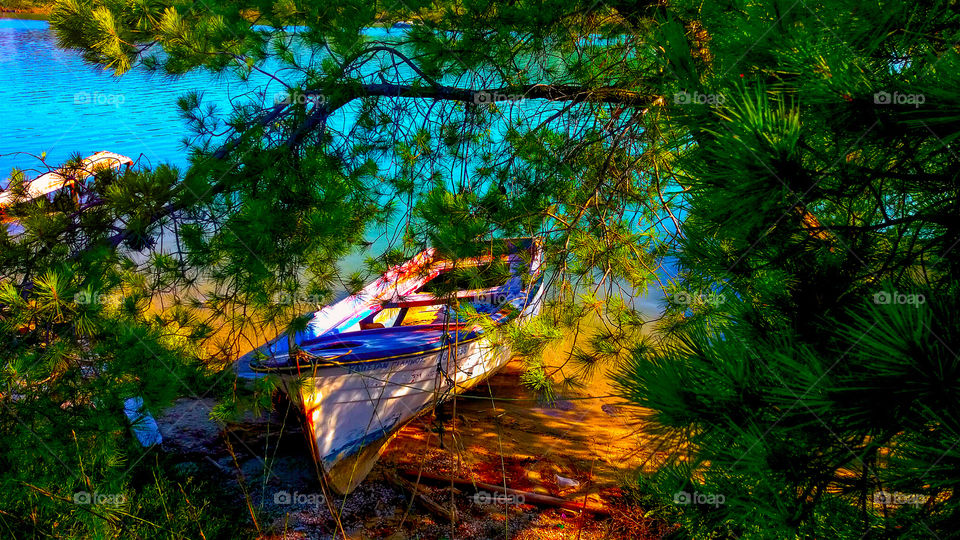 Beautiful old boat under a pine tree