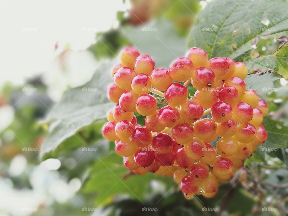 sorbus
