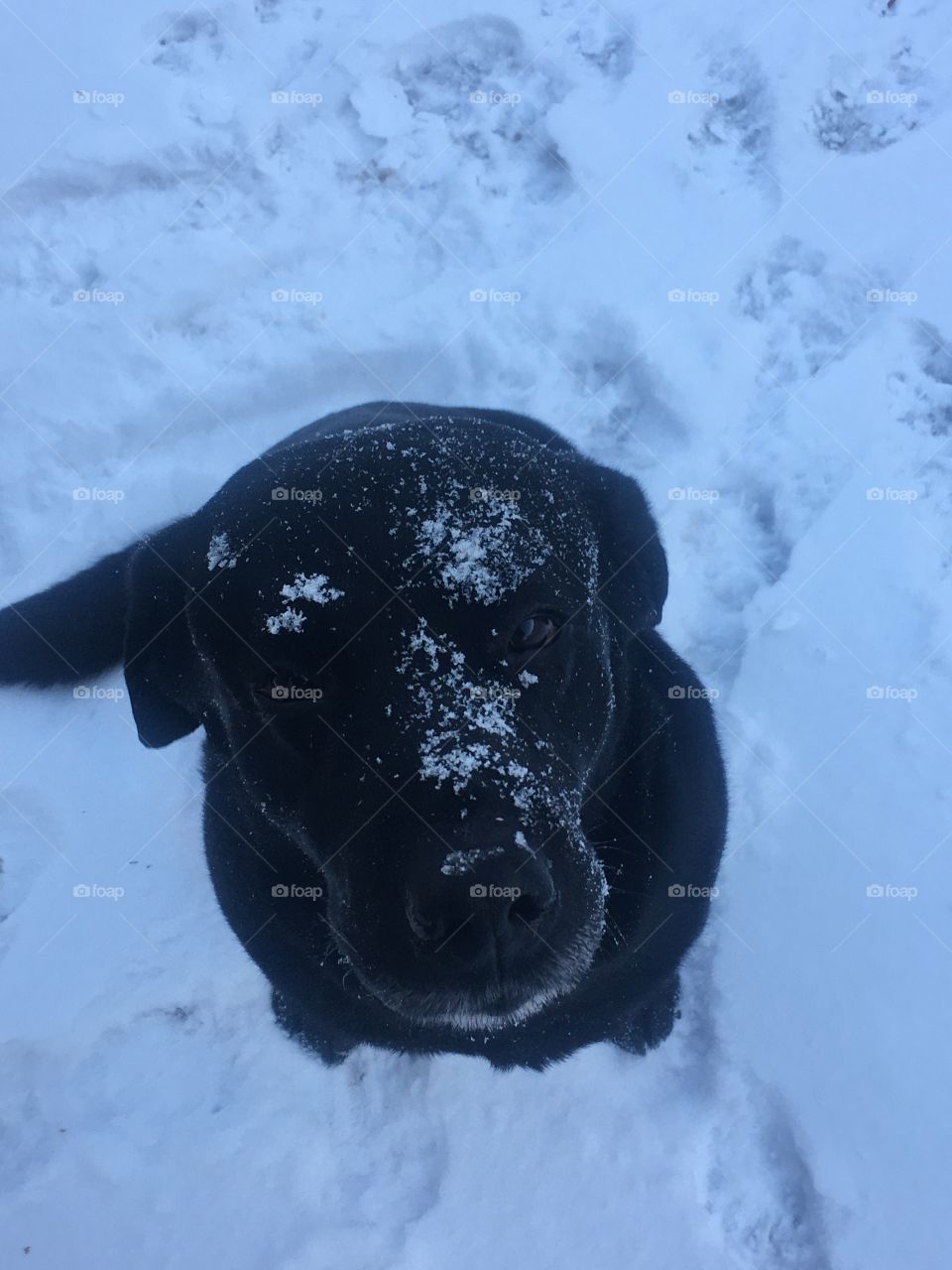Frosty dog