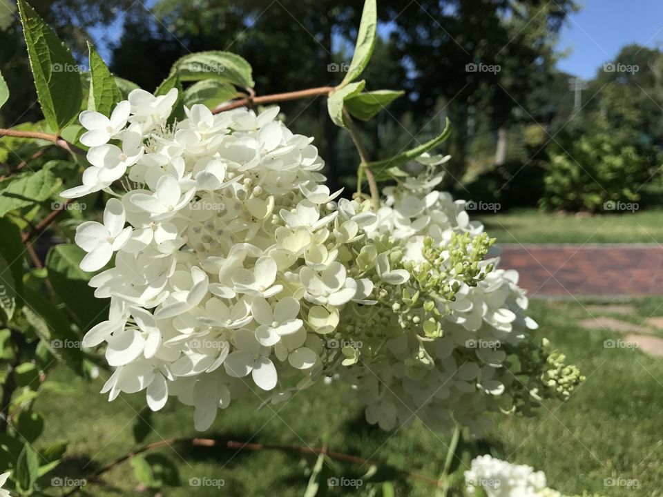 White hydrangea 