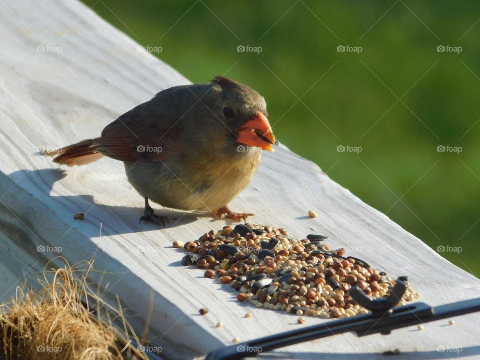 Female cardinal eating birdseed on porch railing 