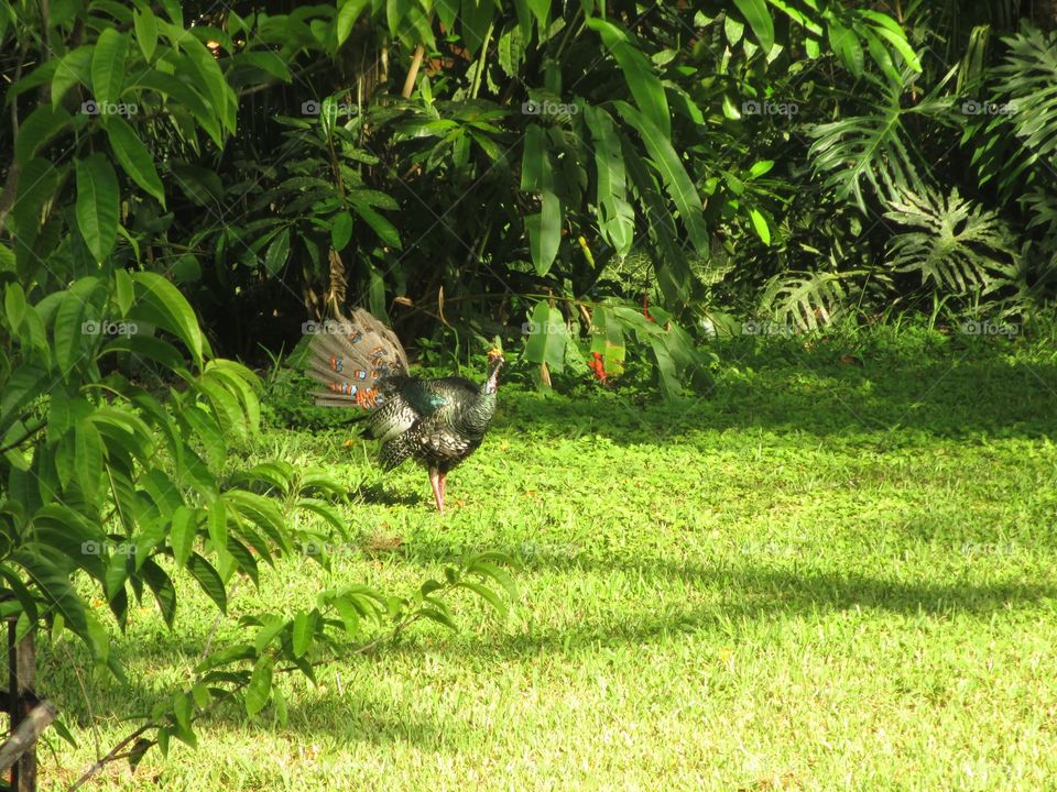 Endangered turkey in Belize 