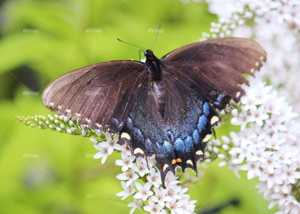 Butterfly on flowers