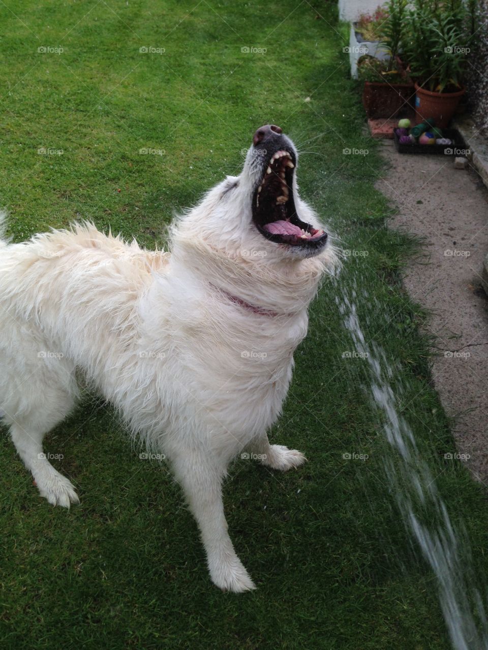 Sky . My German Shepard sky trying to kill water having fun in the sun 