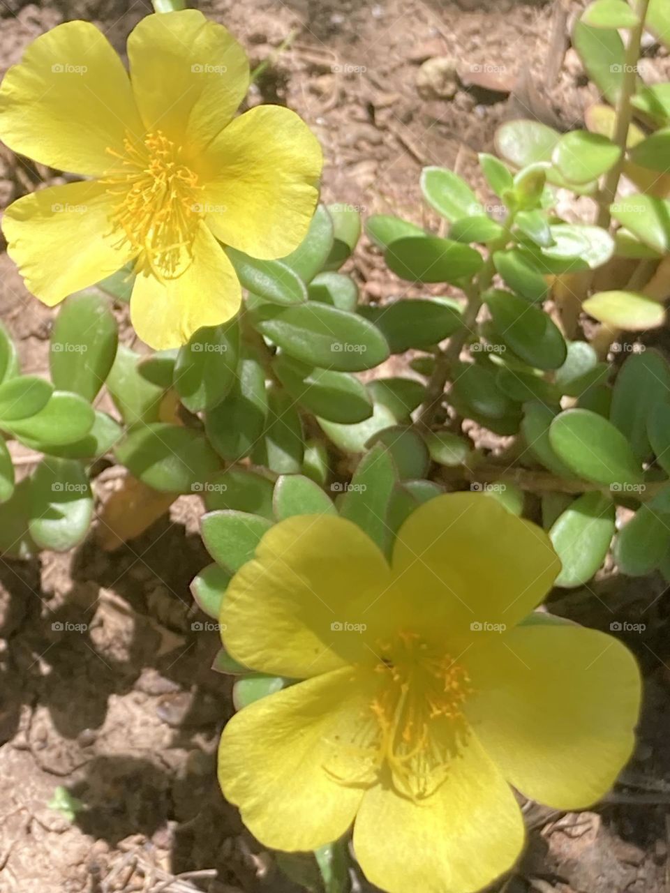 Duas flores de onze horas com miúdas e delicadas folhas em dia ensolarado.