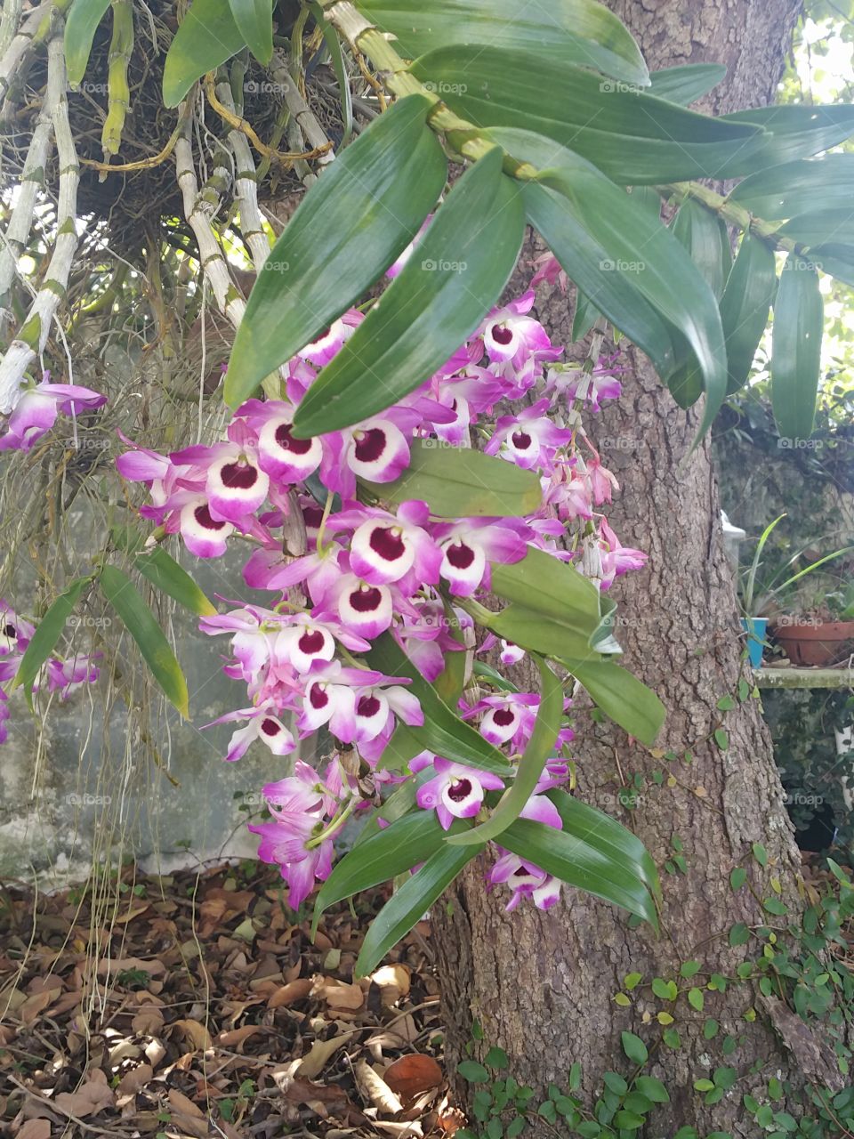orchid in bloom