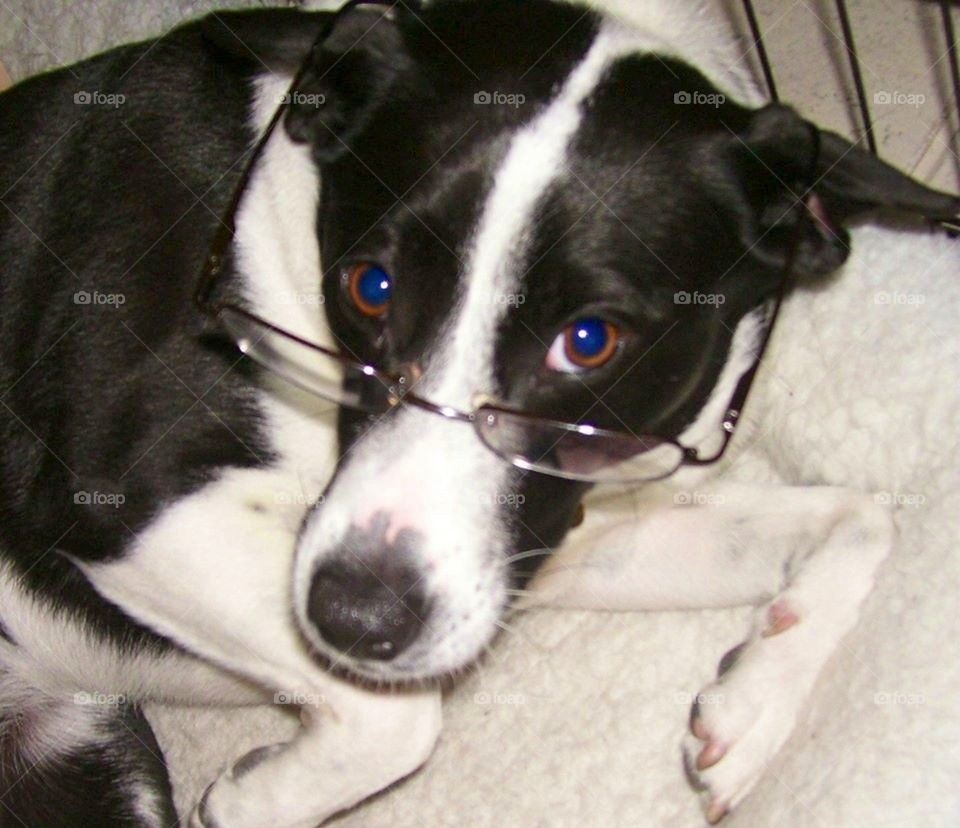 Dog with glasses