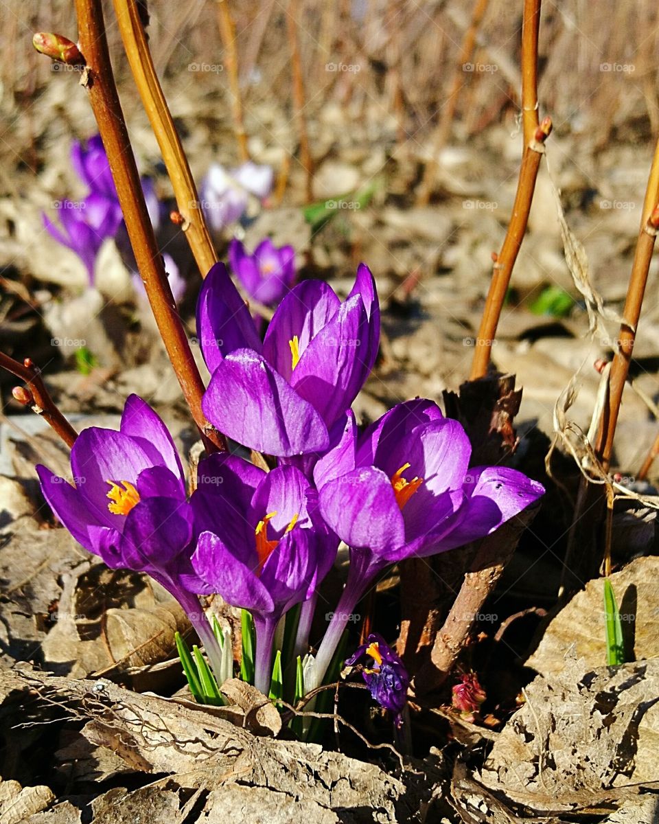 Spring flowers
