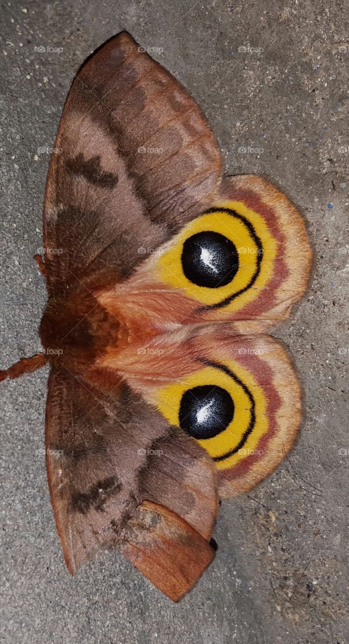 moth. moth on porch