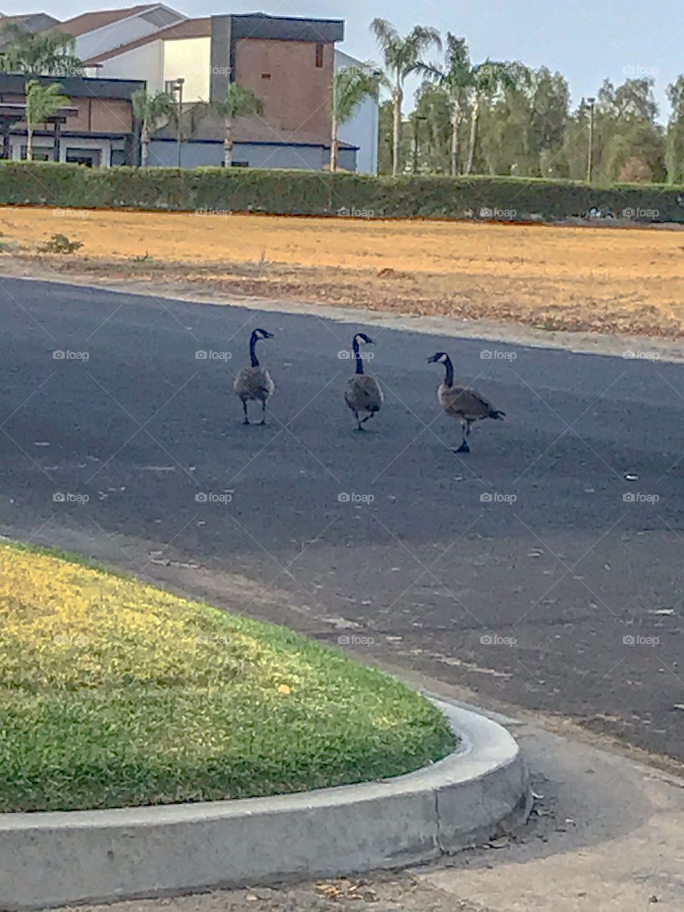 A trio of geese on the road in one summer evening.