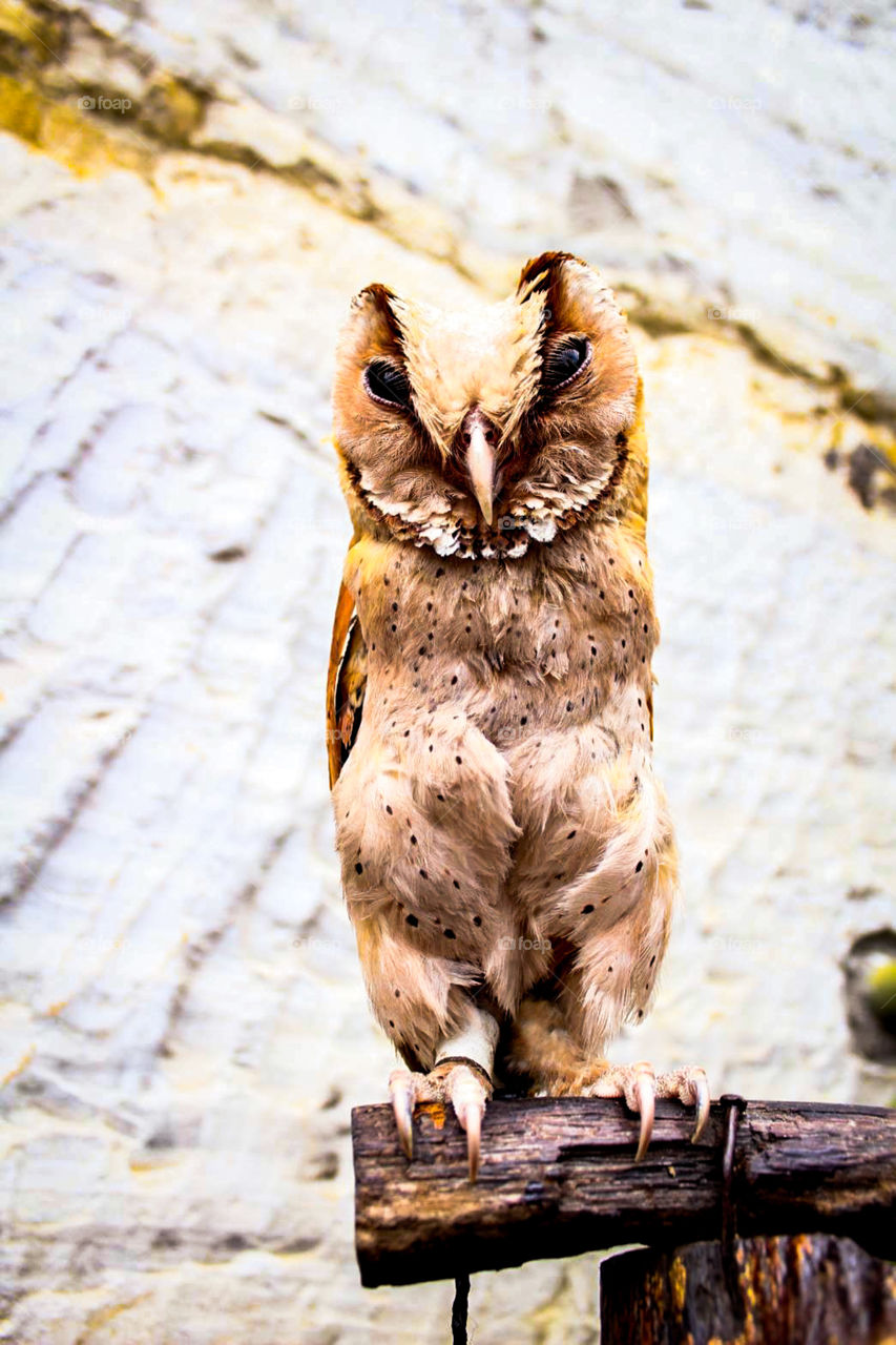 owl bird 🐦
