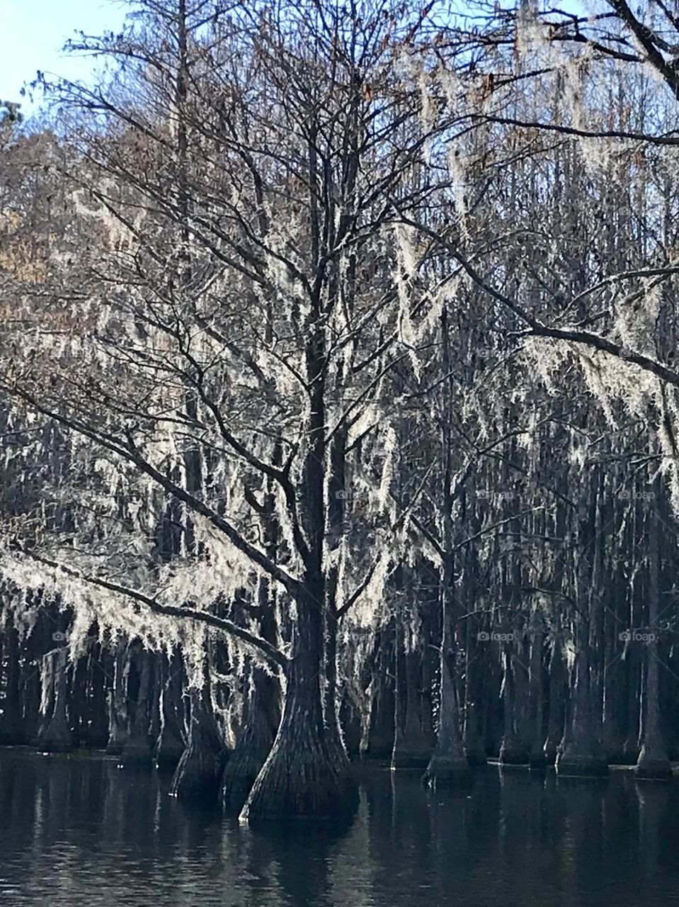 Sunlight making Spanish Moss glow on tree