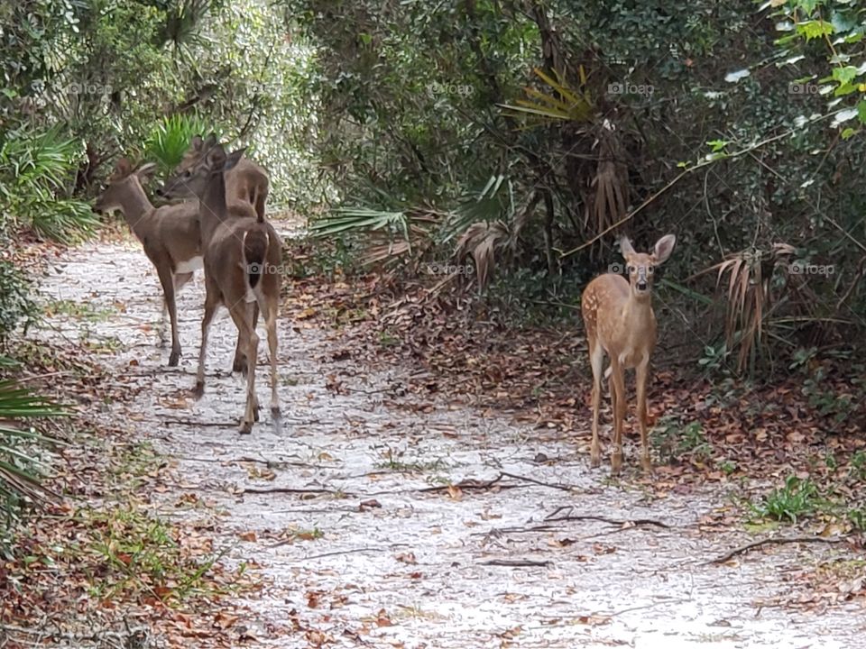 Herd of deer in woods