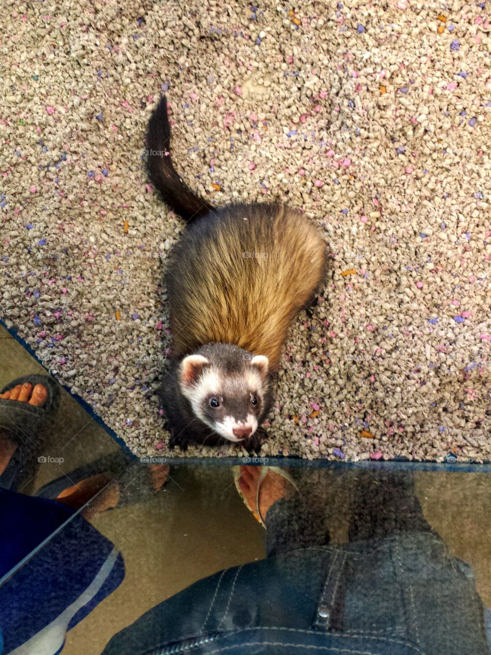 pet store ferret