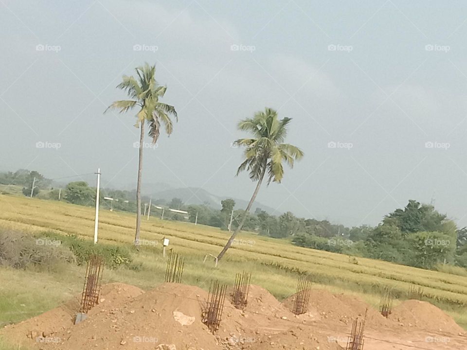 forest road view location