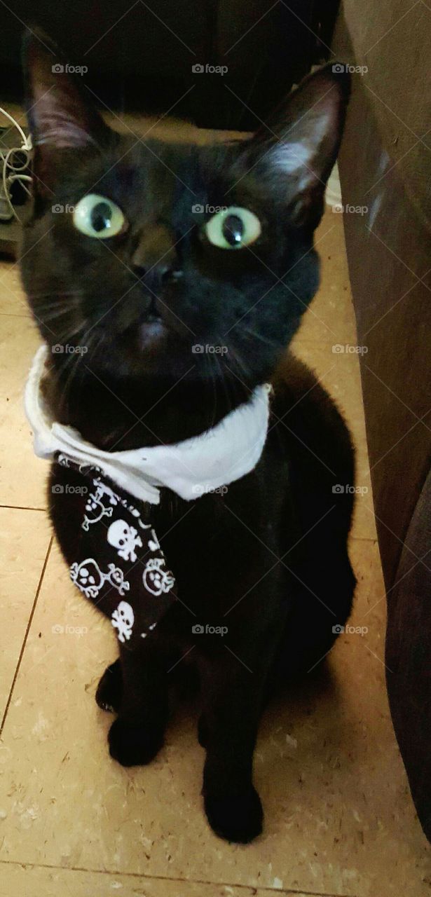 cat in tie