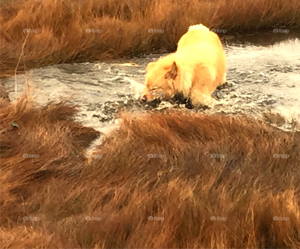 Water Pup