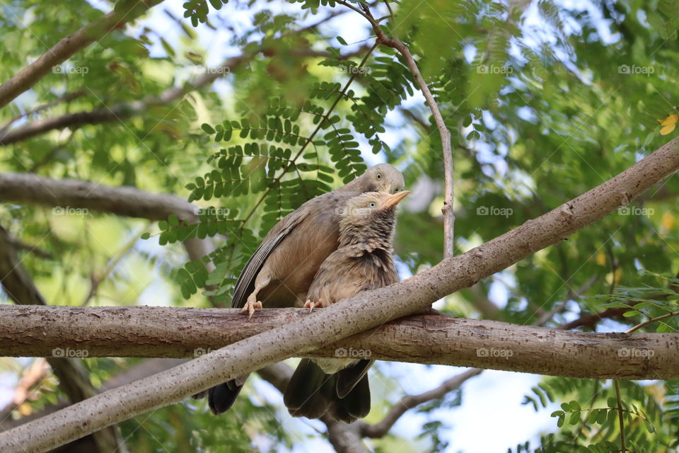 bird sparrow on a brown tree branch