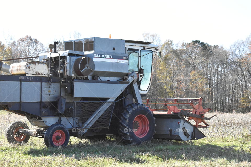 harvesting soybeans