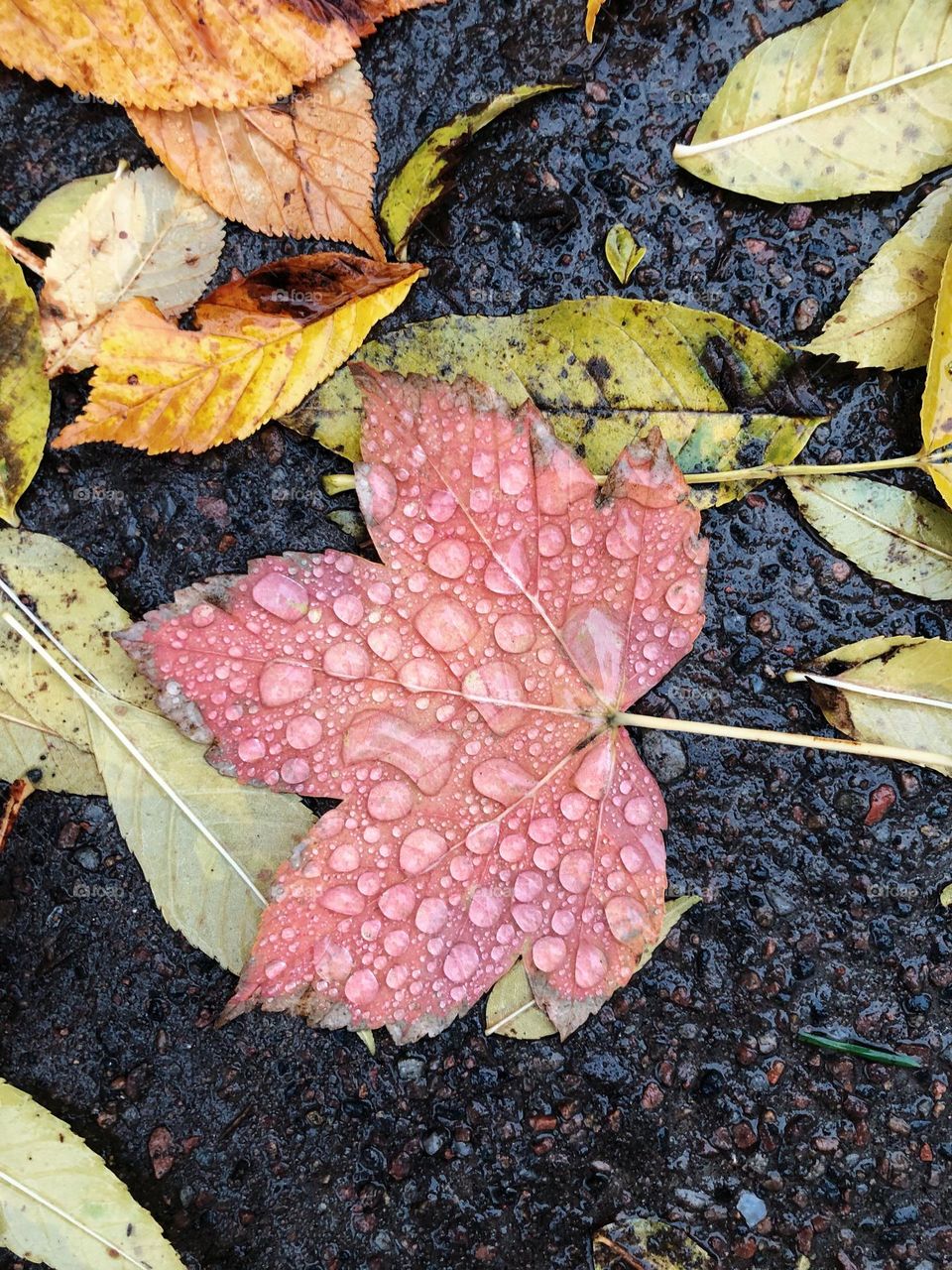Closeup or macro of water drop on leaf