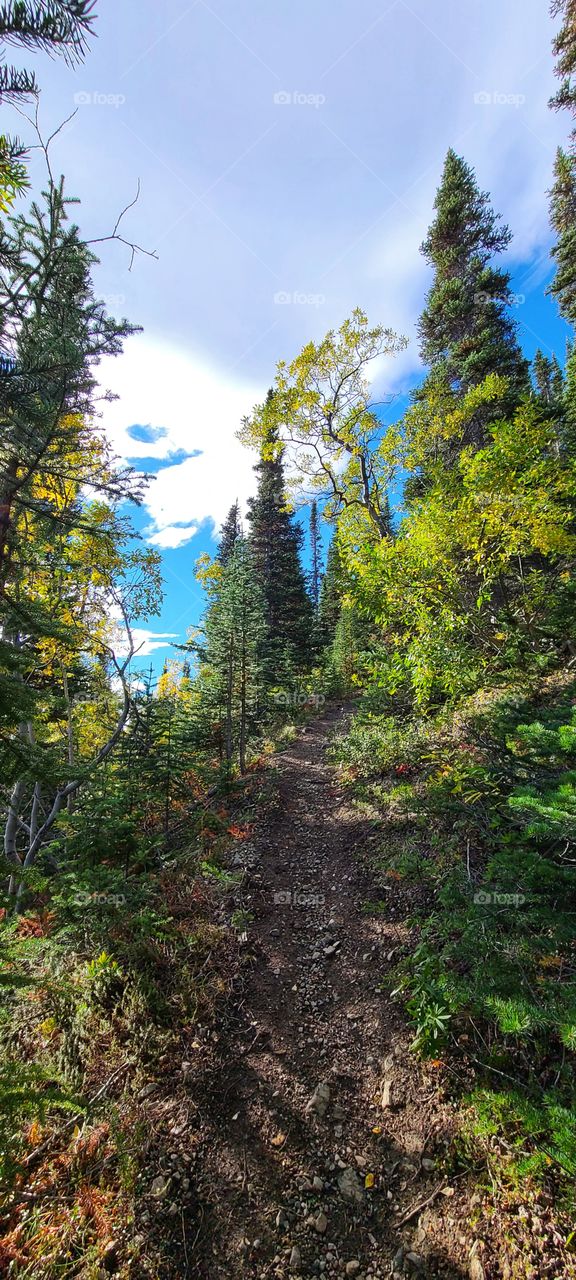 Hiking up through the tall forest