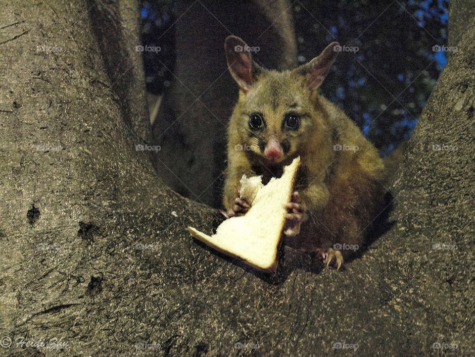 Possum 1 ~ The possum family living in park get treaties from pedestrians from time to time. Bread this week, carrot last week, banana the week before… now who is the foodie?