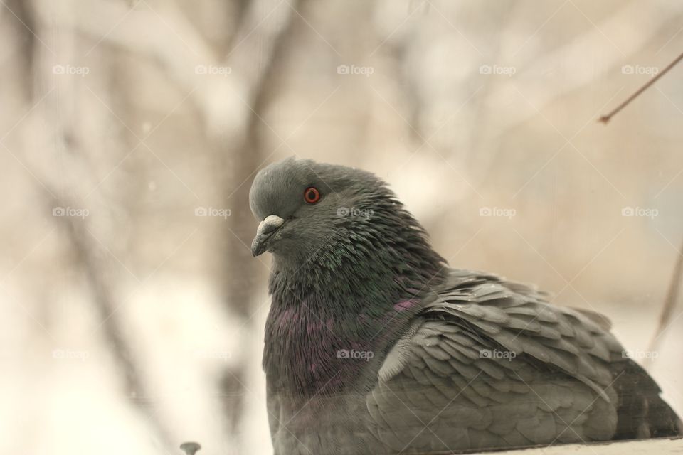 Pigeon on the windowsill begs for food