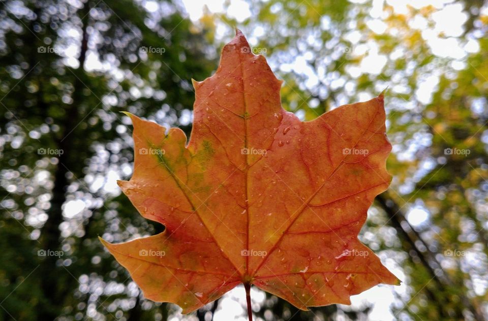 Autumn time 🍂🍁 Rainy day🍂🍁Maple leaf🍂🍁