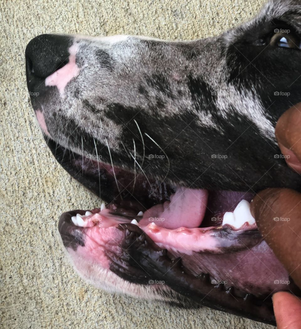 Dog, Animal, No Person, Mammal, Meat