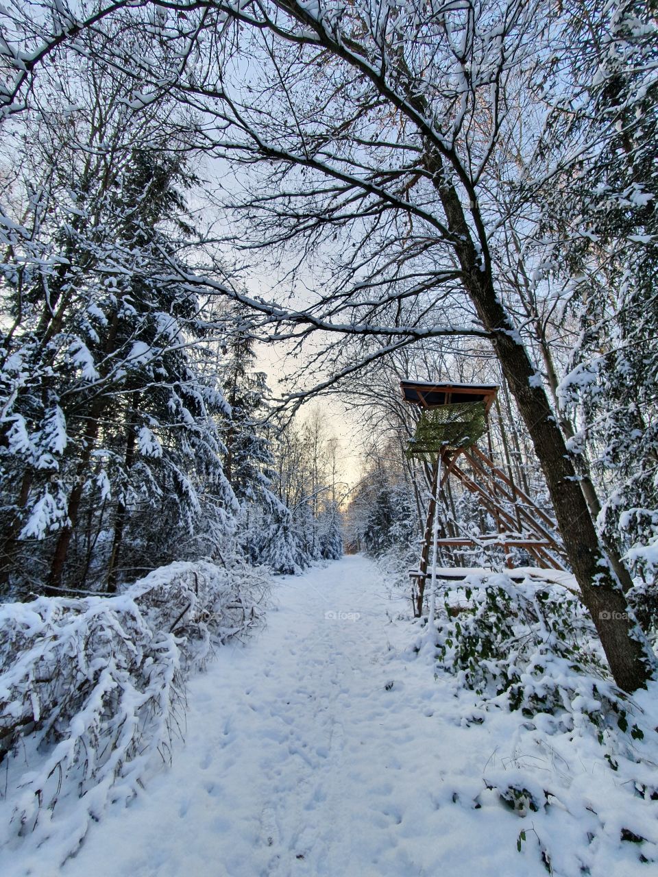 A Walk through the Snowy Woods