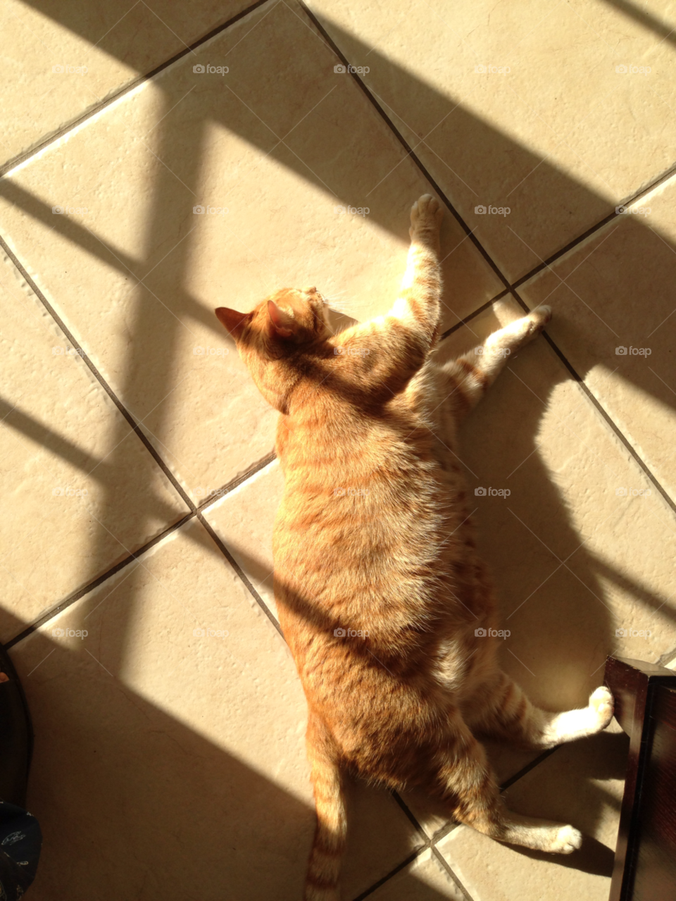 light shadow cat animal by jmsilva59