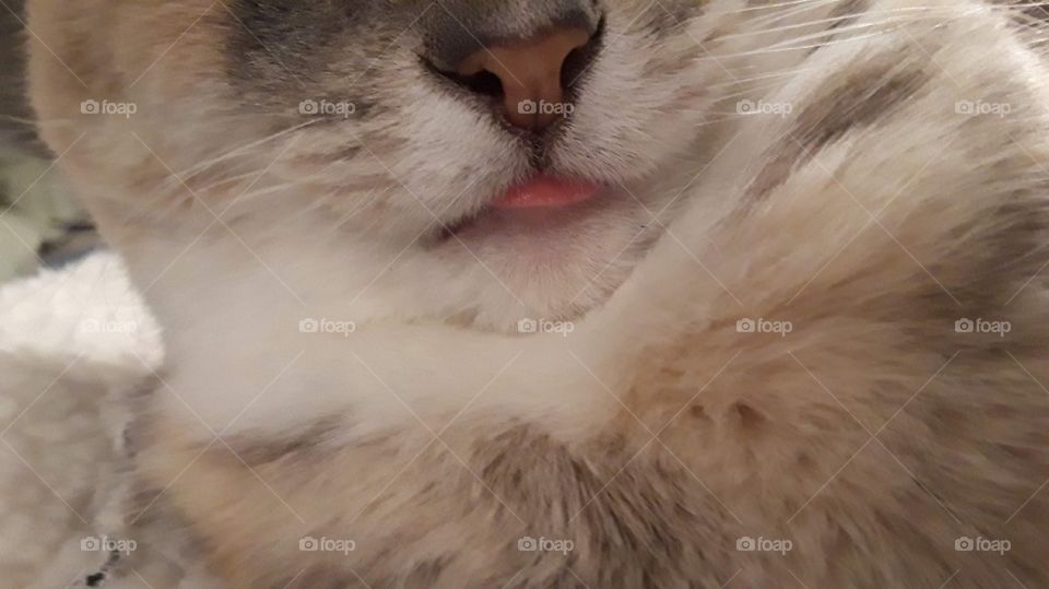 Beautiful tan and white cat.