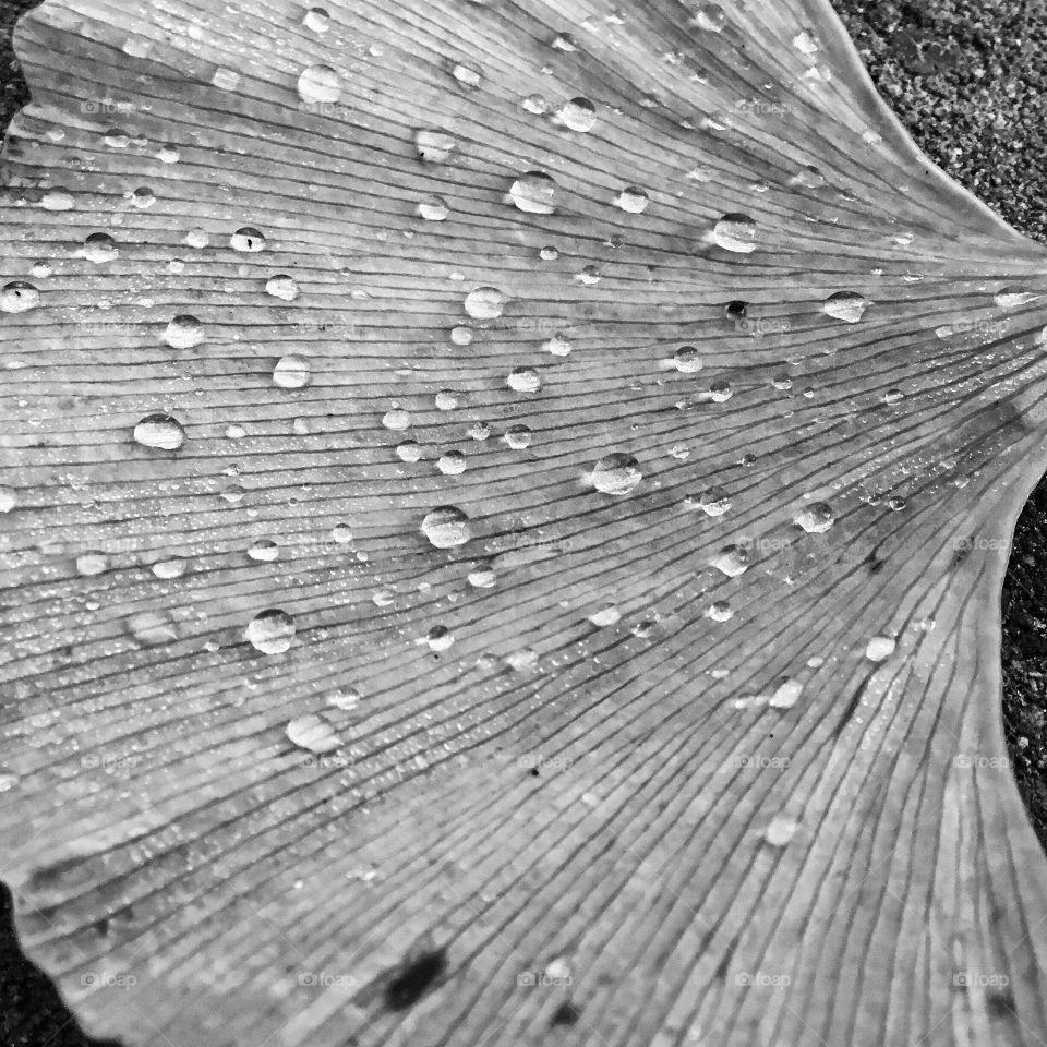 Wicked pearls on Ginko ...