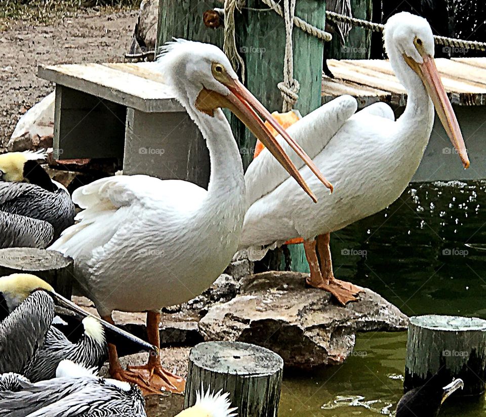 White Pelicans.