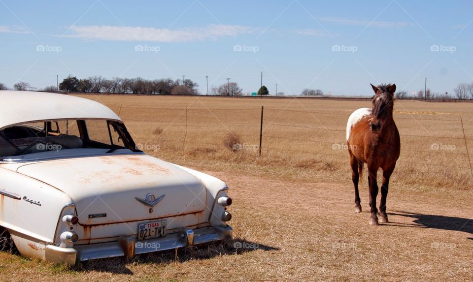 Car and Horse