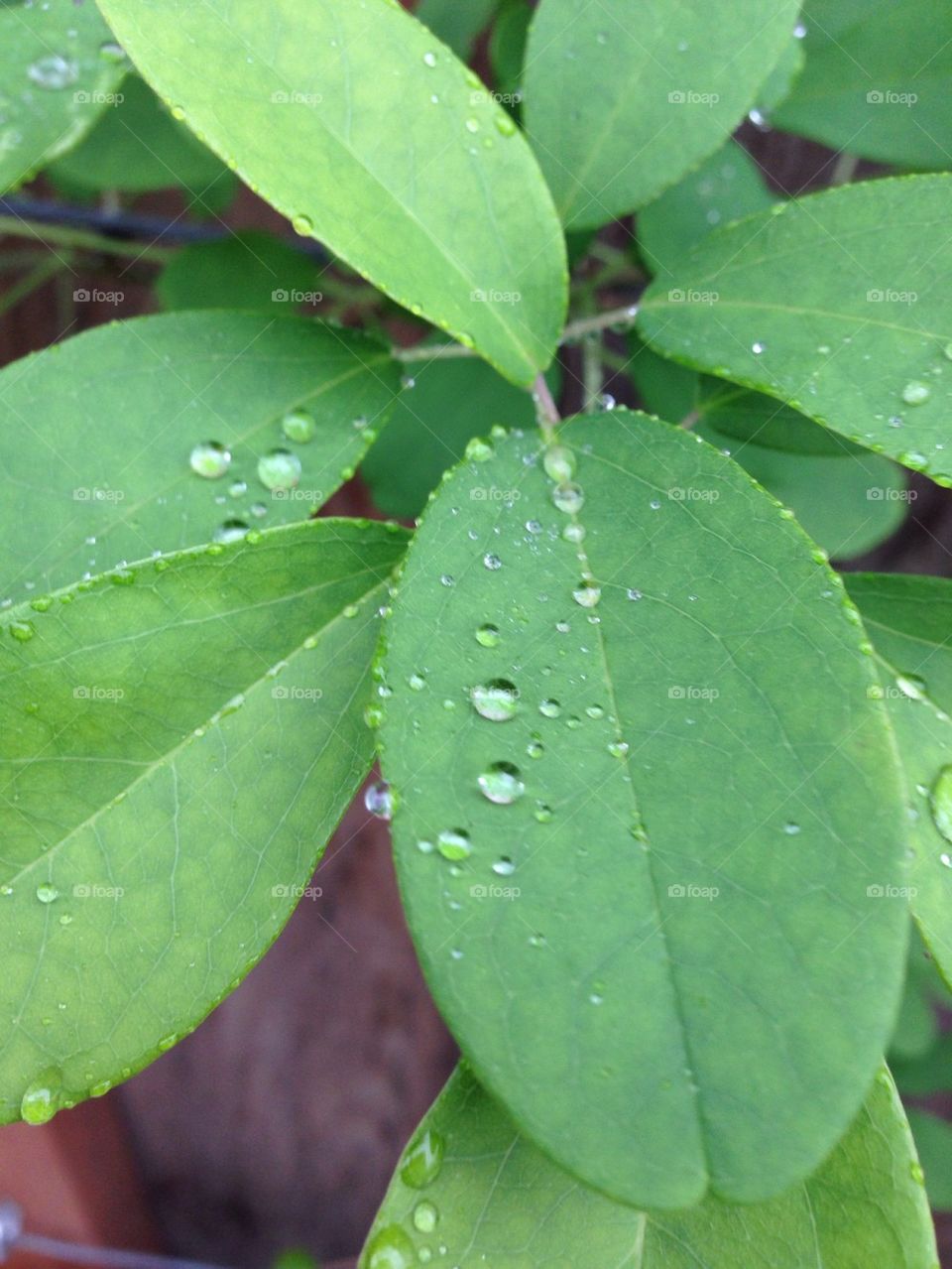 Water on plant leaf