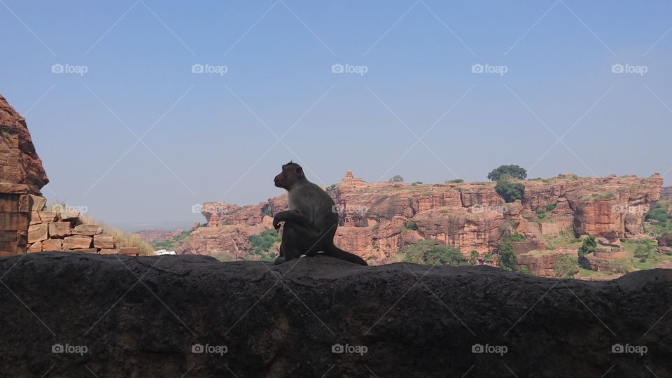 Badami Monkey