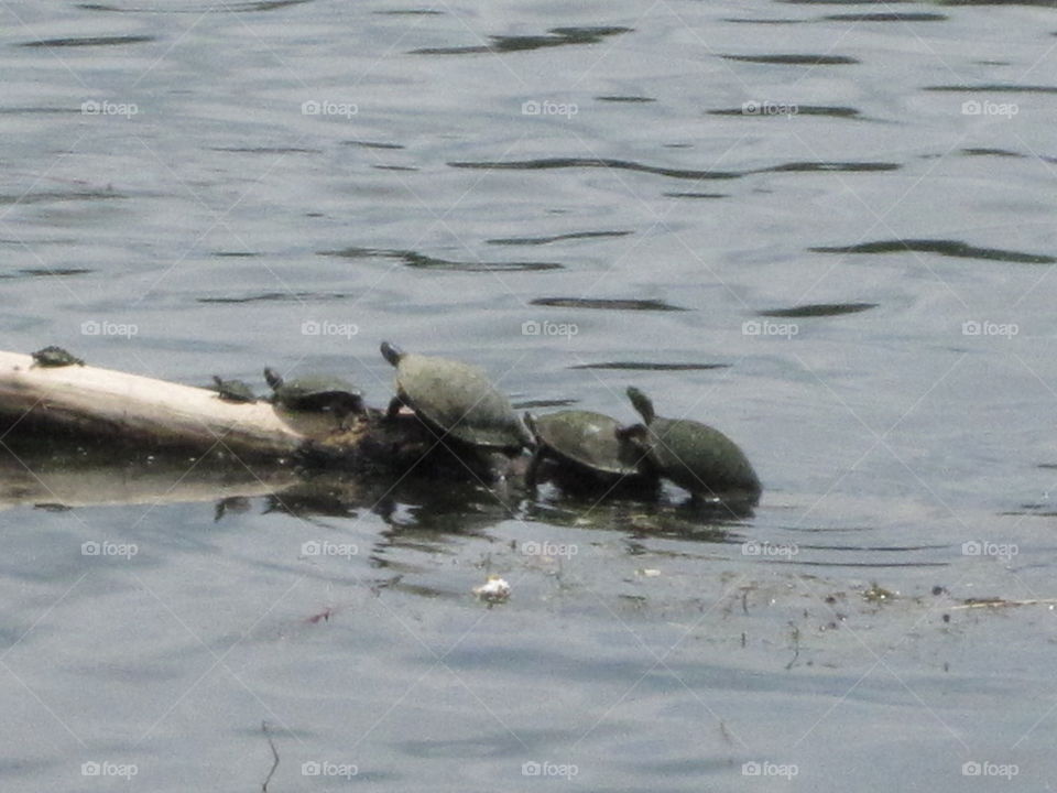 Turtles on a log