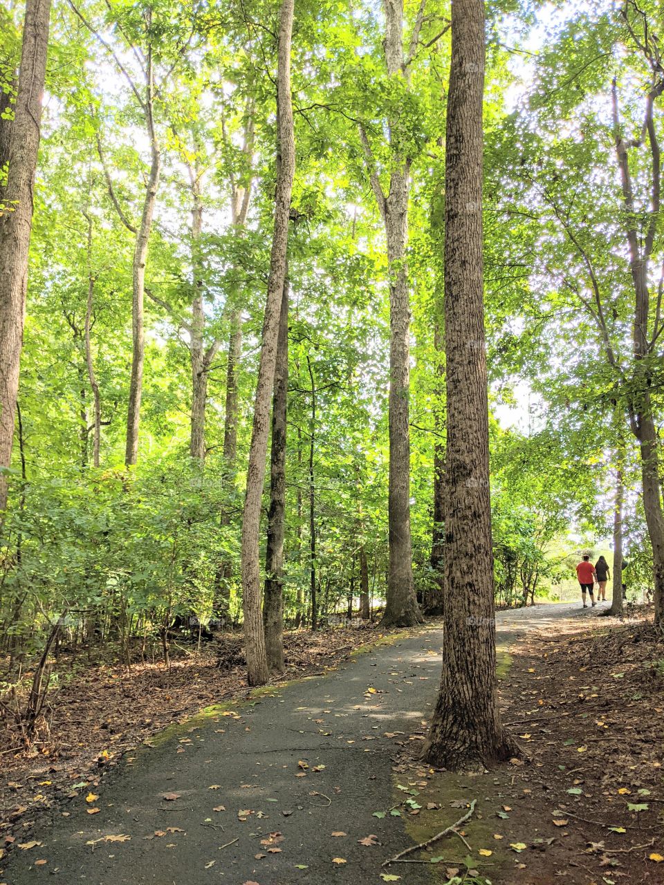 walking through the woods
