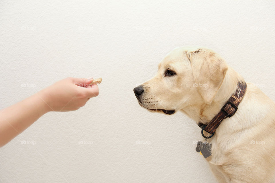 Treat for dog