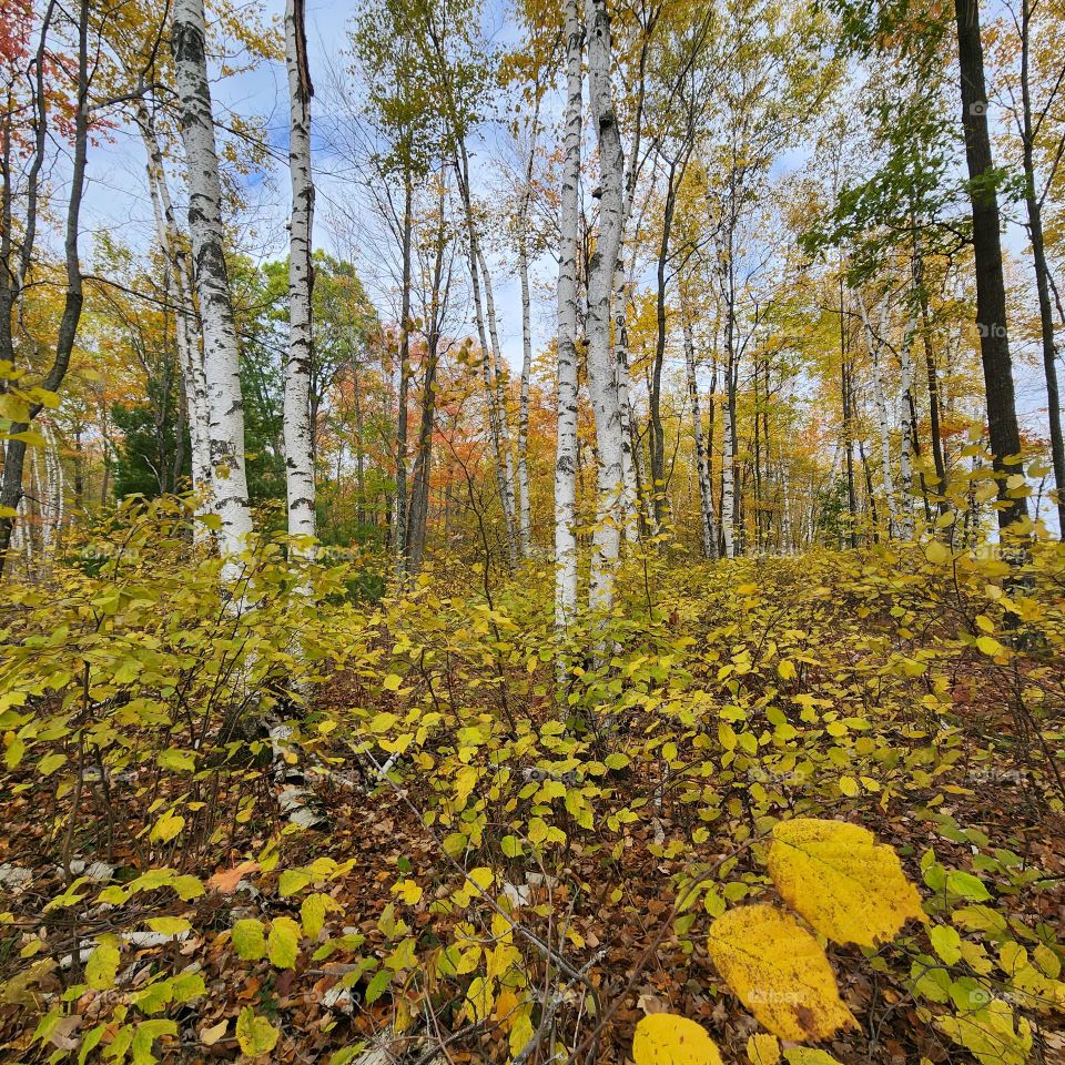 Great lakes birches