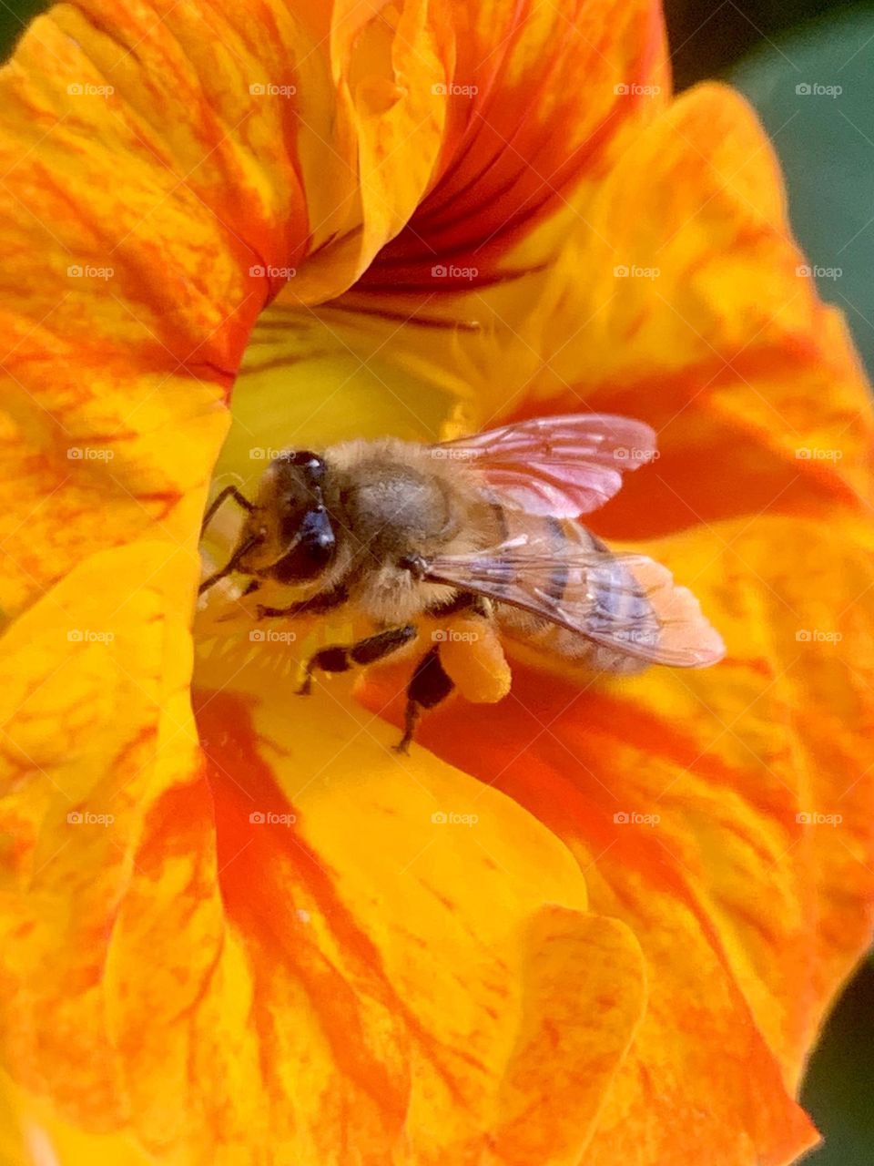 Bee full with pollen on nasturtium flower 