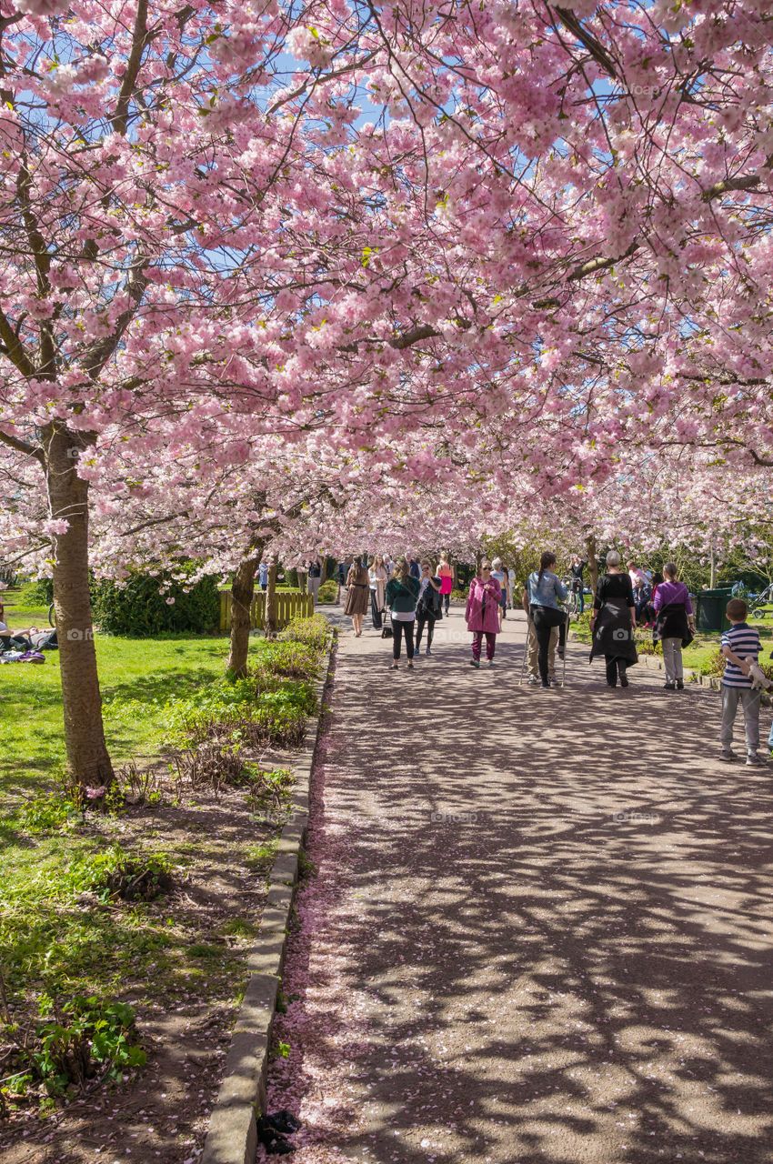 Pink park