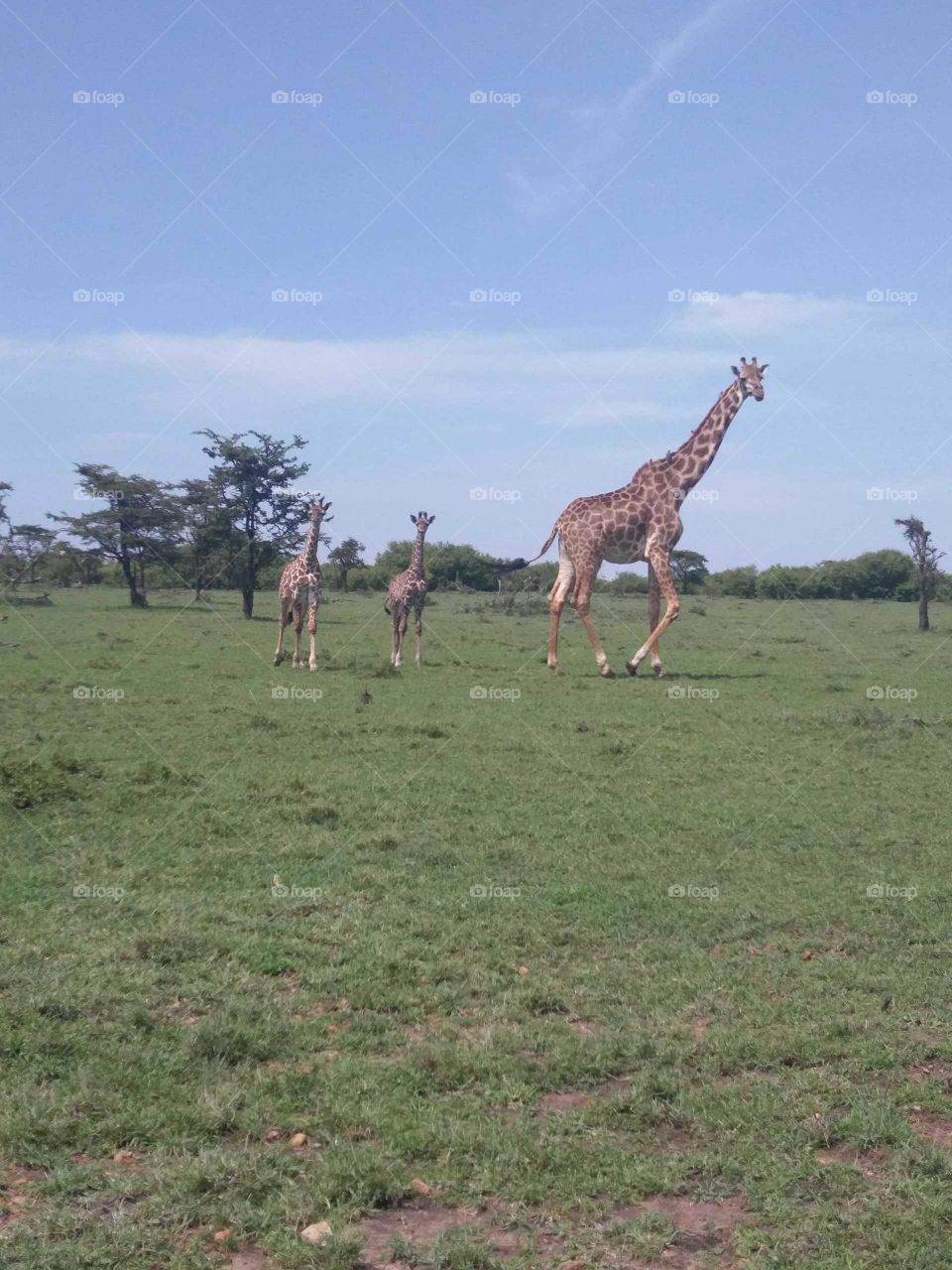 giraffes on the Mara